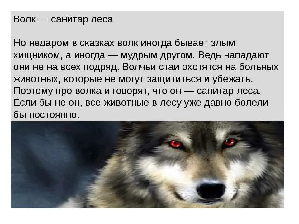 Волк санитар леса. Рассказ про волка. Написать о волке. Интересные факты о волках.