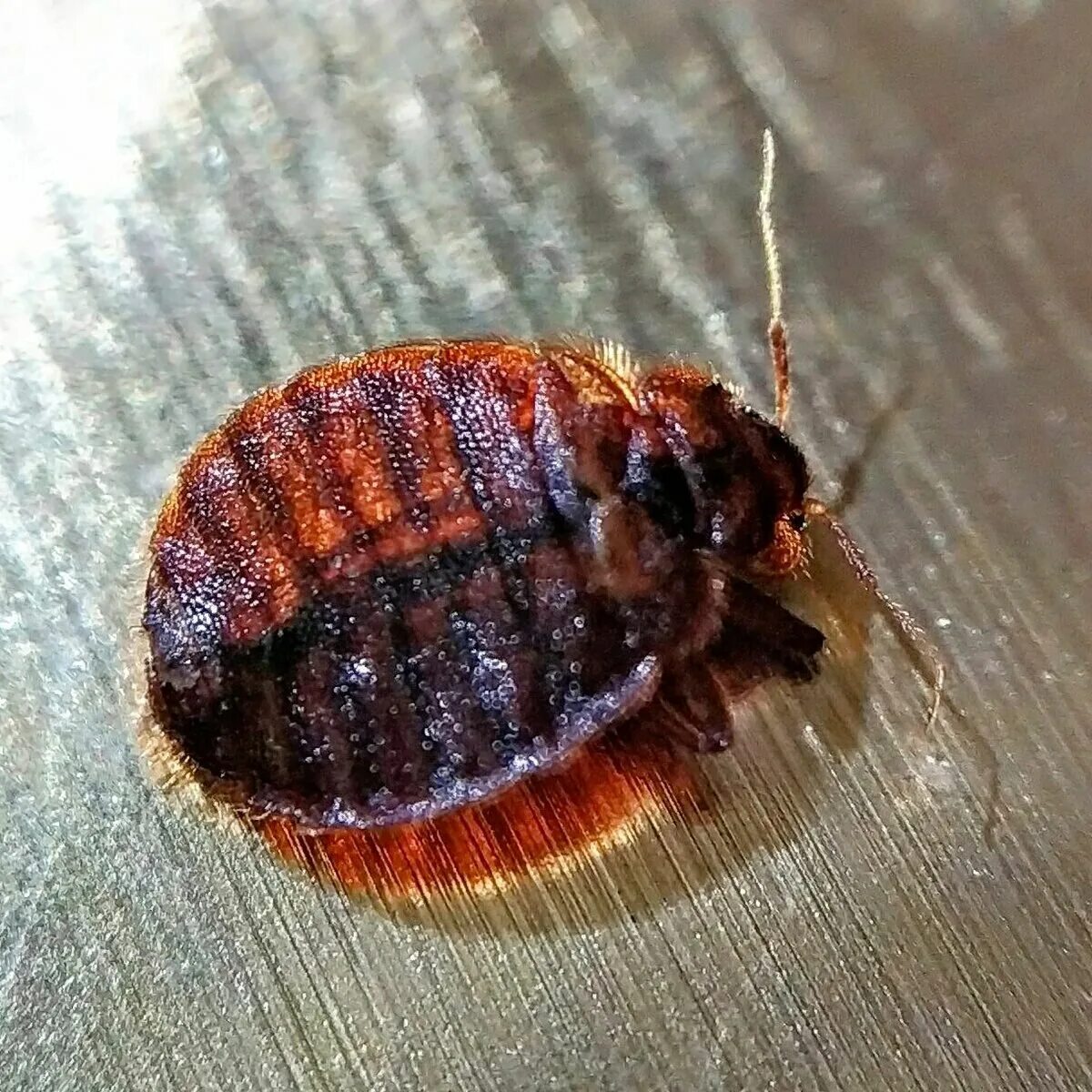 Клоп ли это. Постельный клоп (cimex lectularius). жук кожеед экскременты. хитиновые оболочки клопов. жук клоп квартирный.