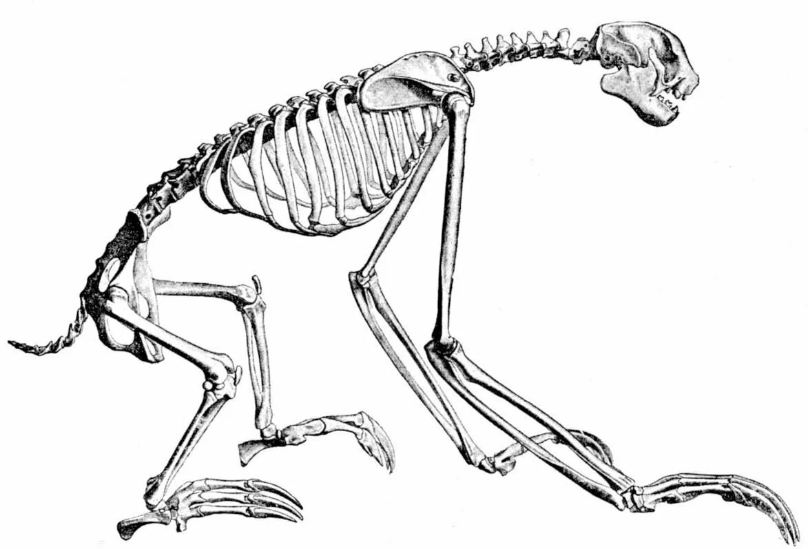 Исследование особенностей строения скелета млекопитающих. Строение скелета ленивца. Megaloceros giganteus скелет. Скелет муравьеда. Скелет млекопитающих животных.