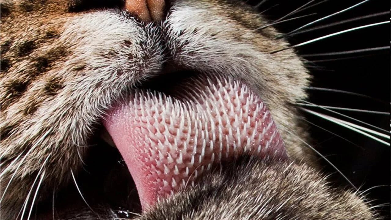 Волосатые лизать крупным. Кошачий язык. Язык кошки Макросъемка. Кошачий язык под микроскопом.
