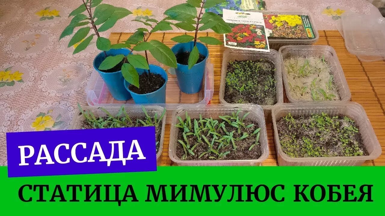 Как посеять статицу на рассаду