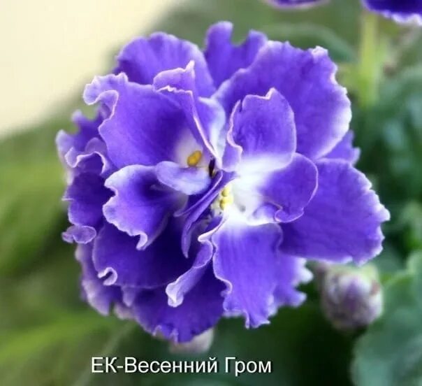 Фиалка ав гром и молния спорт. Фиалка гром. Сенполия гром и молния. Фиалка гром. Фиалка ек весенний гром.