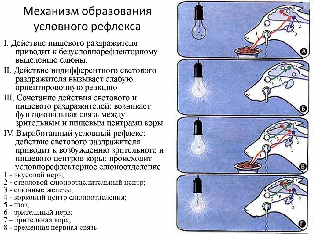 Формирование безусловного рефлекса. Механизм условного рефлекса Павлова. Нейрохимические механизмы образования условных рефлексов. Схема образования условного рефлекса. Условные рефлексы образование условных рефлексов.