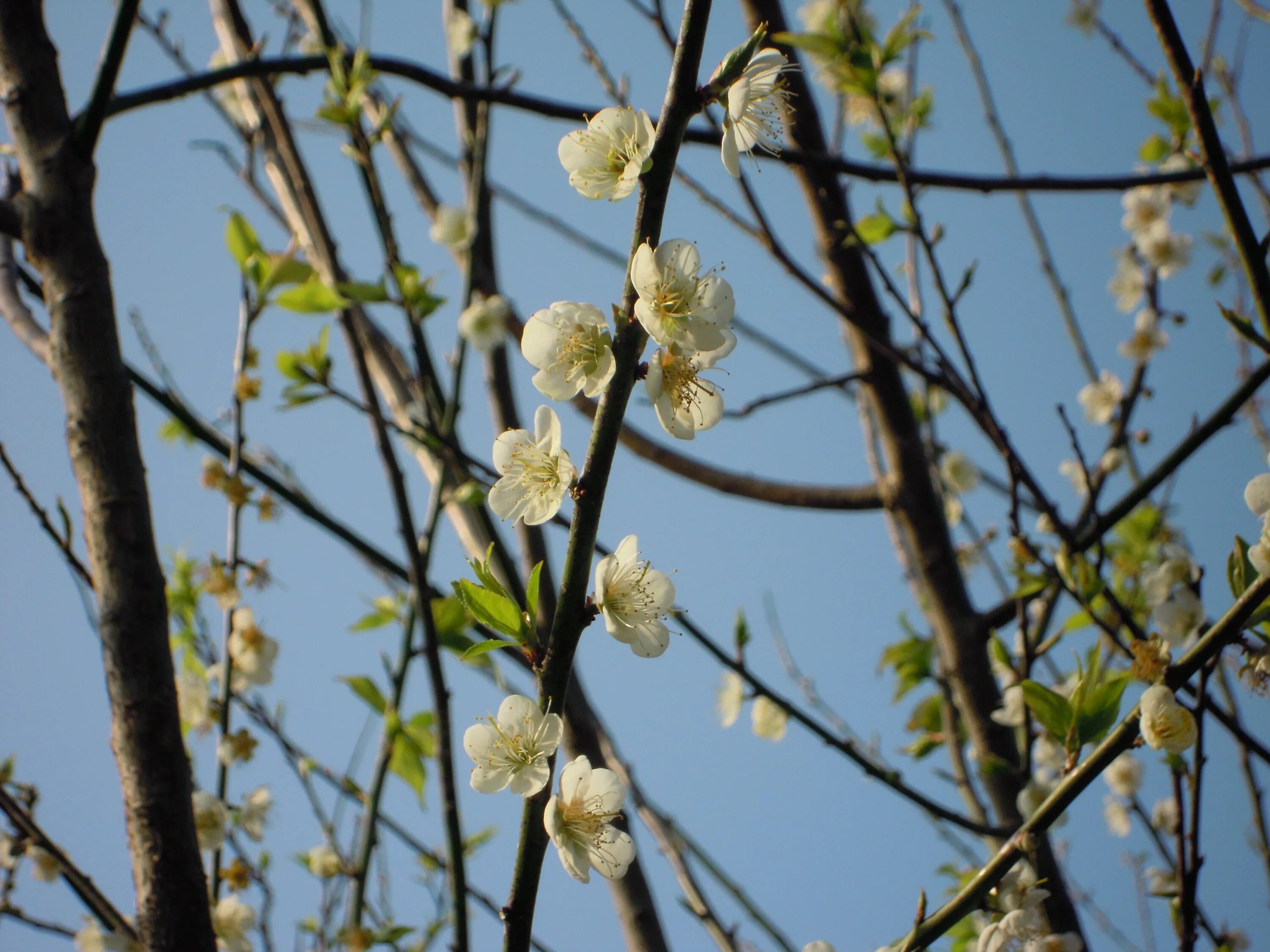 На какой год зацветает. Японский абрикос дерево. Абрикос японский цветет. Растение абрикос муме. Цветущий японский абрикос.