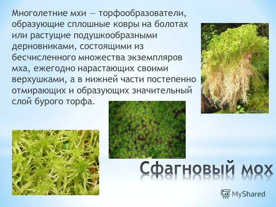 Как люди раньше использовали сфагновый мох. Как люди раньше использовали сфагнум. Мох сфагнум сообщение. Сфагнум поглощает воду. Интересные факты о сфагнуме.