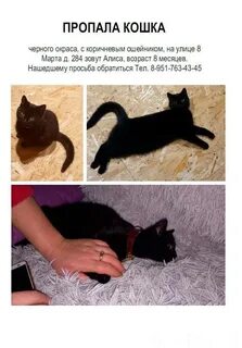 Кошки 9 месяцев