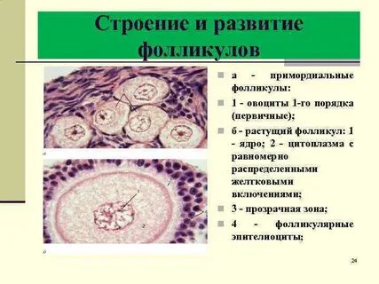 Фолликулы это что простыми словами