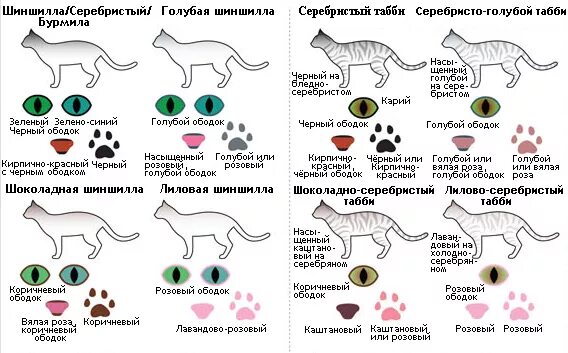 Таблица золотых окрасов кошек. Окрасы шотландских кошек таблица. Классификация окраса шотландских кошек. Окрасы британских кошек таблица обозначений. Типы окрасов кошек