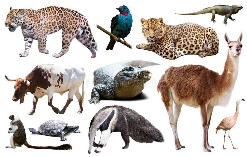 10 популярных идей на тему "south america animals" для вдохновения