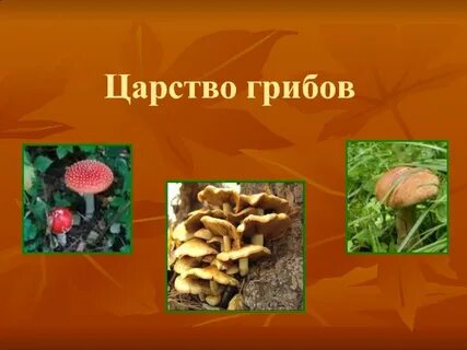 Царство грибы презентация 3 класс окружающий
