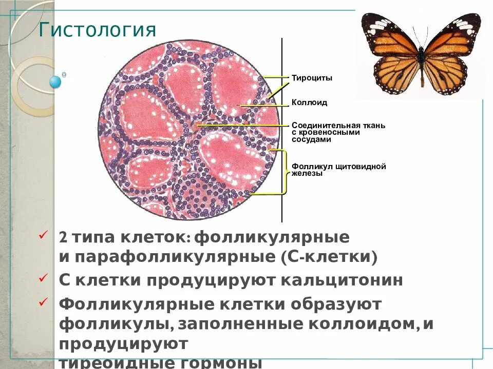 Тироксин тироцит фолликул. Строение щитовидной железы гистология. щитовидная железа гистология препарат. строение щитовидной железы гистогив. тироциты щитовидной железы строение.