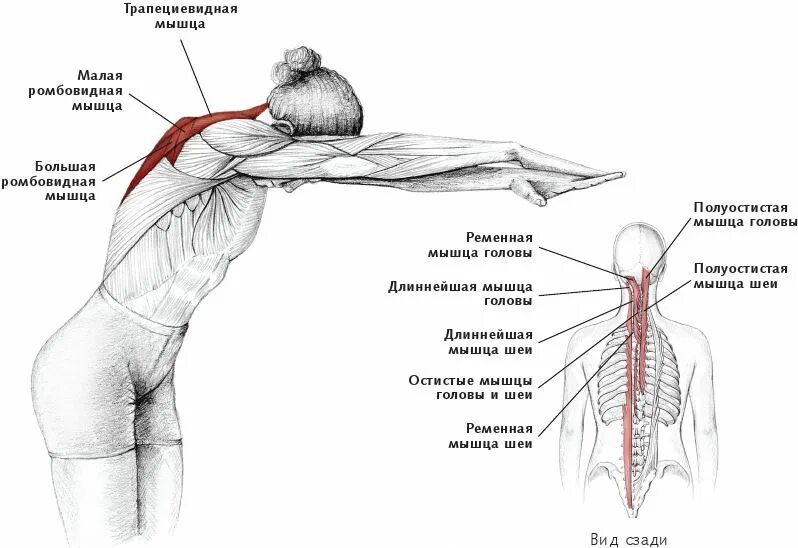 Верхняя трапециевидная. Растяжка трапециевидной мышцы. Трапециевидная мышца спины анатомия. Растяжка трапециевидной мышцы спины. Растяжка верхней части трапециевидной мышцы.