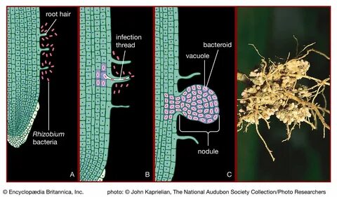 Бактерии rhizobium