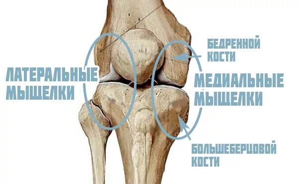 Медиальный мыщелок большеберцовой. Медиального мыщелка бедренной кости. Латерального мыщелка бедренной кости. Медиального надмыщелка бедренной кости. Латеральный мыщелок бедренной кости в коленном суставе.