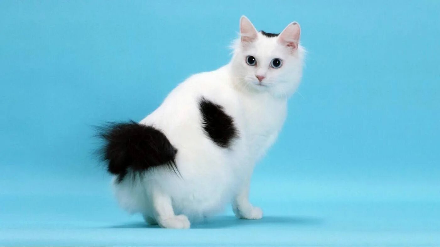 Фотографии японских кошек. Японский бобтейл длинношёрстный. Японский бобтейл кошка. Порода кошек японский бобтейл. Японский бобтейл длинношерстная кошка.