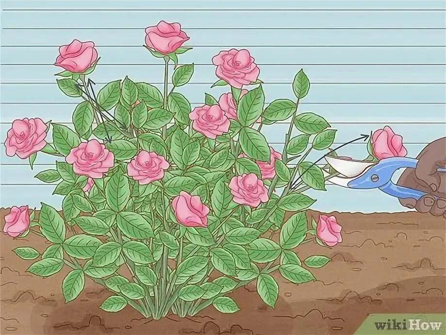 Розовый куст впр 6 класс. Кусты роз референс. digital рисунок увядающий куст роз. куст увядшего цветка в саду нарисовать.