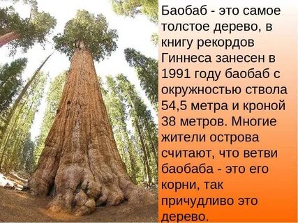 Баобаб секвойя 4