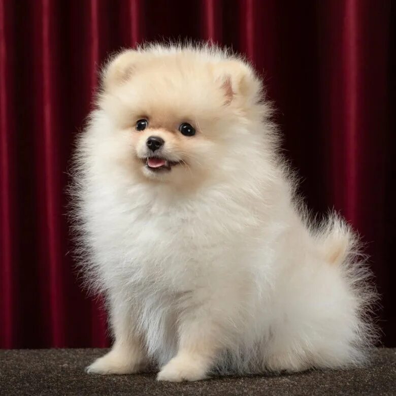 авито уфа шпиц. померанский шпиц 8 месяцев. миниатюрный померанский шпиц. шпиц недорого. шпиц маленький щенок.