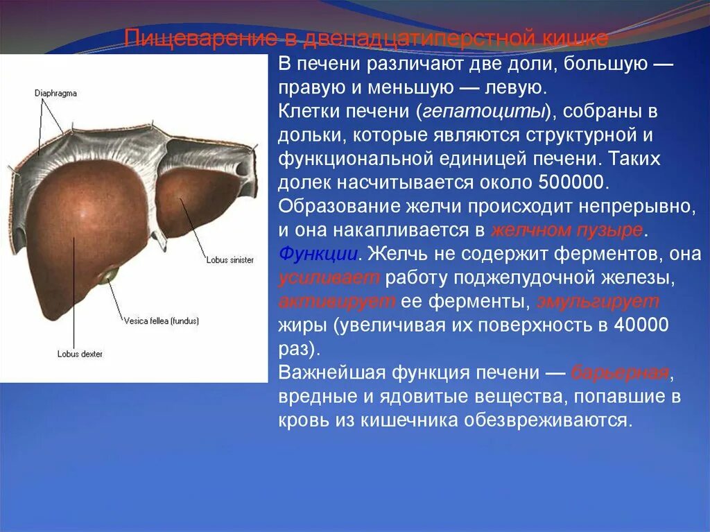 Структурная единица печени. Структурно-функциональная единица печени. Структурной единицей печени является. Строение структурно функциональной единицы печени.