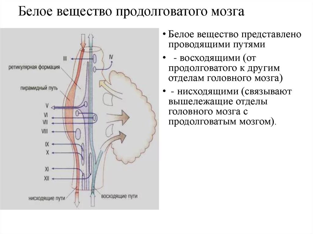 Структуры белого вещества продолговатого мозга. Продолговатый мозг серое и белое вещество. Строение белого вещества продолговатого мозга. Структуры серого и белого вещества в продолговатом мозге. Продолговатый мозг входит в состав