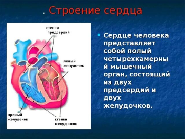 Стенки предсердий и желудочков