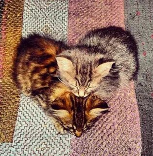 Сердце котенка