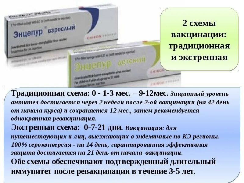 Прививка от клеща когда ставить схема. Энцепур схема. Энцепур вакцина. Энцевир схема вакцинации. Энцепур схема вакцинации.