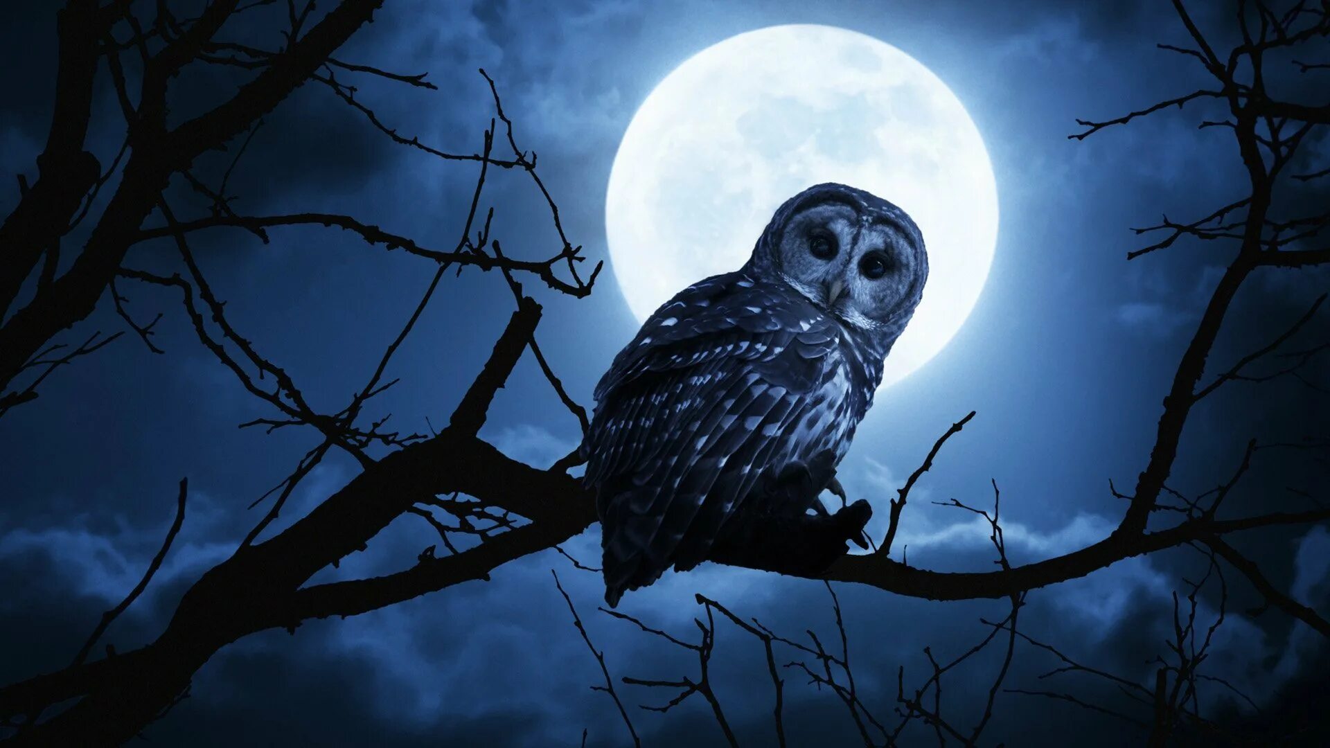 Найт Оул (Night Owl). Сова ночью. Ночные птицы. Сова в темноте.