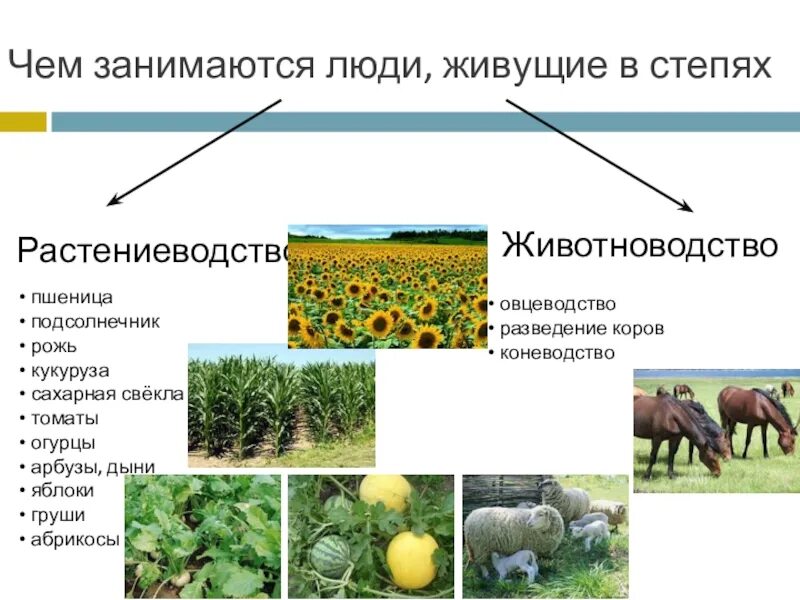 Растениеводство в степи. Степь отрасли растениеводства. Занятия людей в степи. Чем занимаются люди в степи. Ограничения для ведения сельского хозяйства в степи