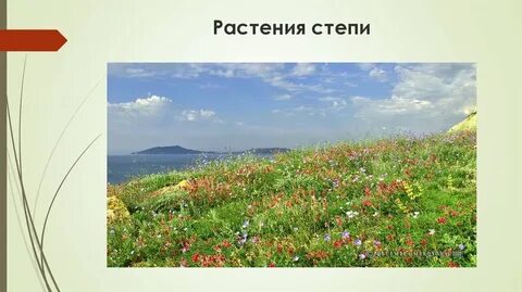 Природная зона степь растительный мир