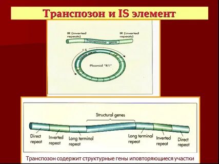Генетические элементы плазмиды
