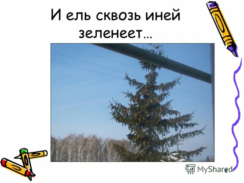 Ель сквозь иней. И ель сквозь. Ель сквозь иней зеленеет. Прозрачный лес. Ель сквозь иней зеленеет рисунок.