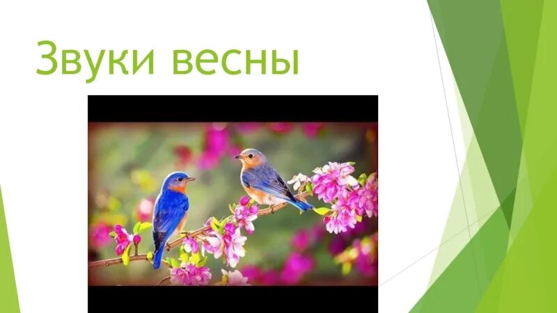 Звучание весны. Звуки весны. Весенние звуки. Презентация звуки весны. Звуки весны для детей в детском саду.