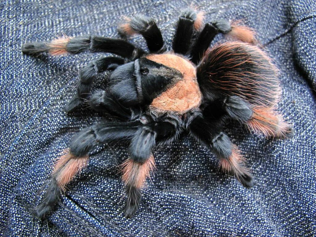 Паук птицеед Brachypelma Emilia. Паук птицеед в домашних условиях