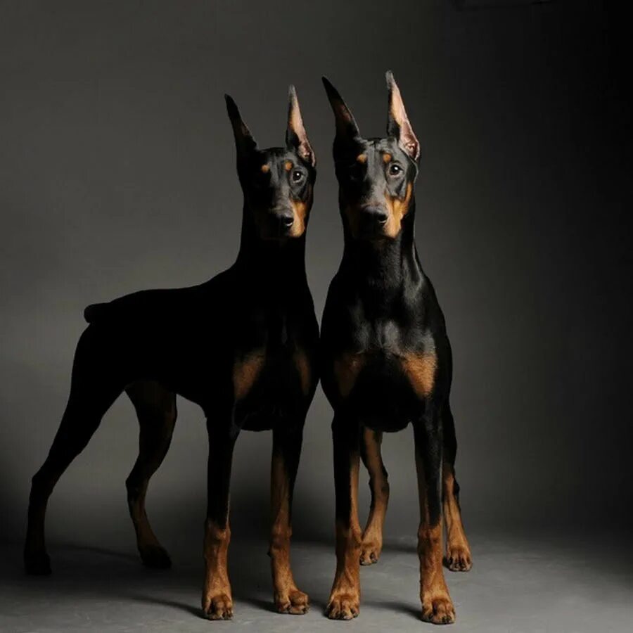 Черное на двух ногах. Марвари лошадь. Лошадь на дыбах. Орловский рысак бега. Мустанг конь.