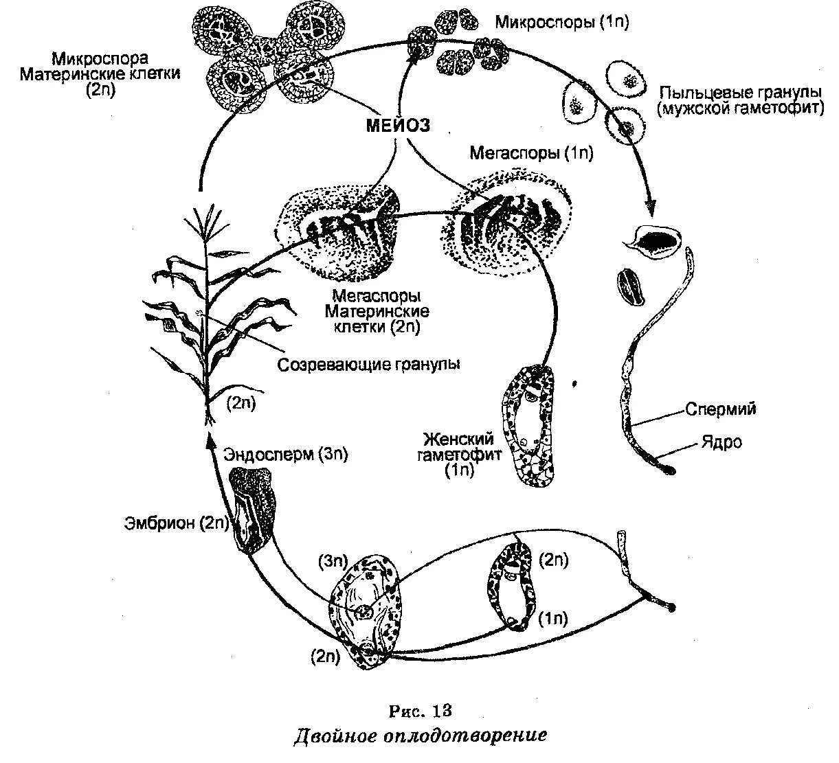 Схема развития мужского гаметофита у цветковых растений. Покрытосеменные растения развитие мужского гаметофита. Женский гаметофит покрытосеменных растений. Цикл развития микроспоры. Женский гаметофит развивается