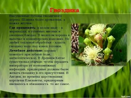 Сколько можно есть гвоздики