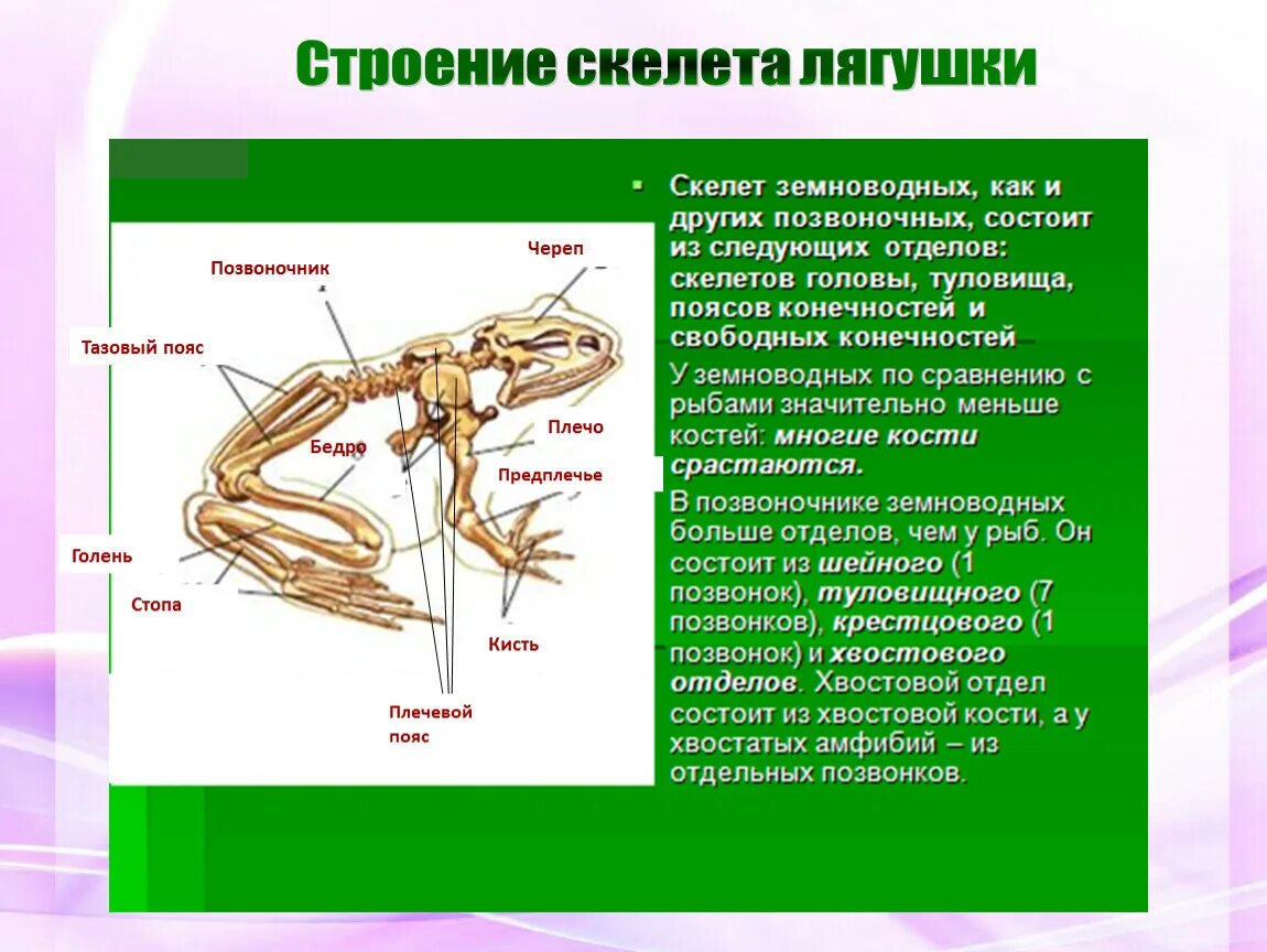 Скелет амфибий 7 класс. Скелет лягушки 7 класс. Скелет лягушки 7 класс биология. Скелет лягушки кости позвоночника. Скелет передних конечностей лягушки