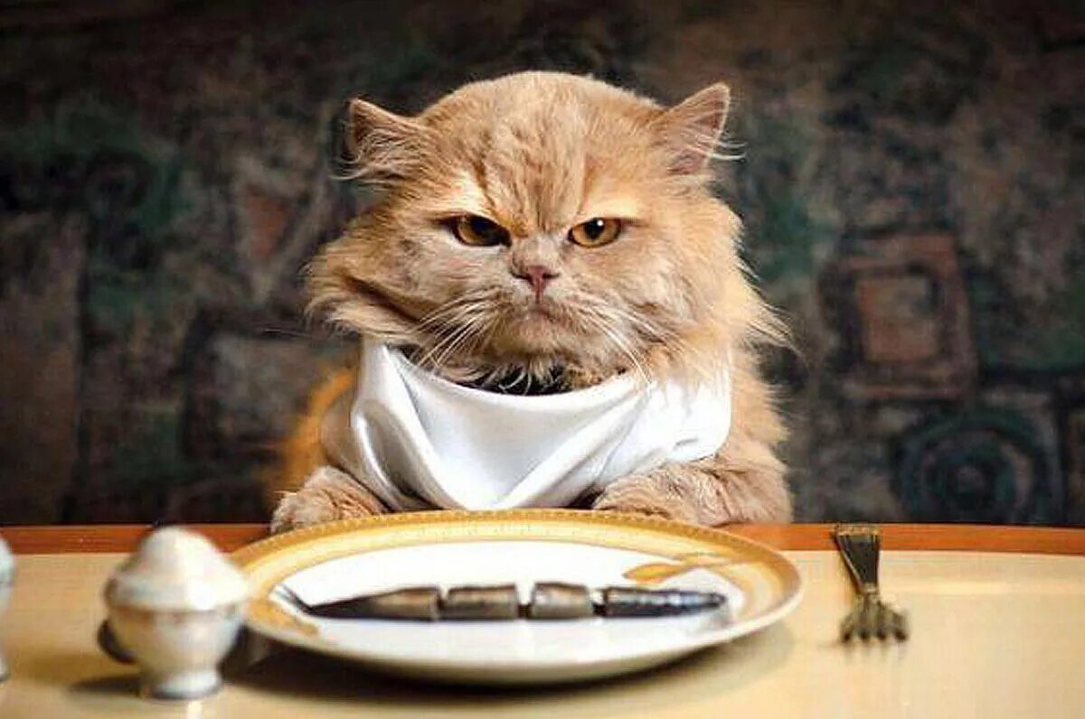 Голодный кот. Кот в тарелке. Кот за столом. Кот кушает. М голодный