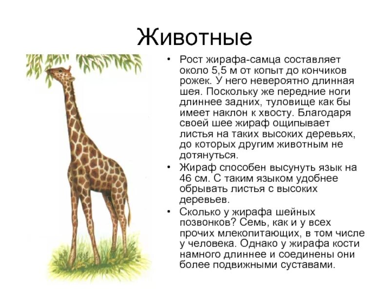 Текст описание жирафа 2 класс. Рассказ про жирафа для детей 1 класса. Доклад о жирафе 1 класс. Рассказ про жирафа 2 класс. Язык длиннее хвоста