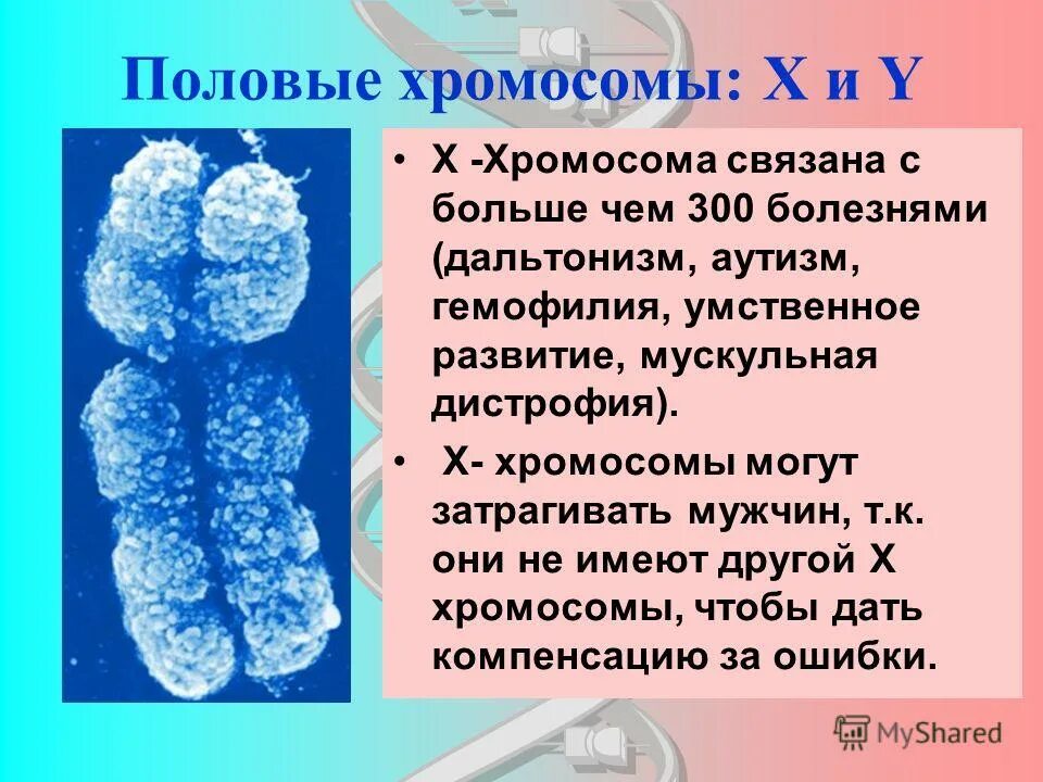 Половые хромосомные заболевания. Х И Y хромосомы. Н хромосома. Y хромосома. Ху хромосомы.