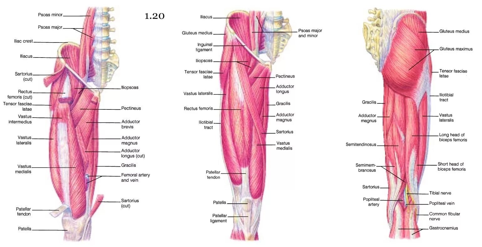 Нижняя конечность анатомия. Muscles of lower Limb. Псоас мышца. Adductor Longus мышца. Lower regions