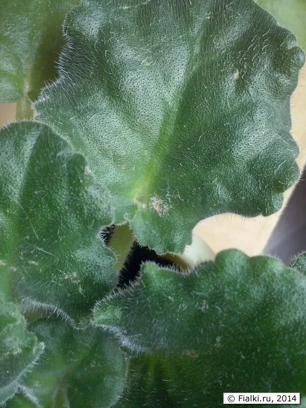 Мучнистая роса на фиалках. Белые пятна на листьях фиалки. Белые пятна на листьях фиалки. Белые пятна на листьях фиалки. Белые разводы на листьях фиалки.