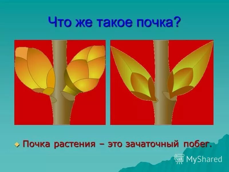 почему цветок это побег