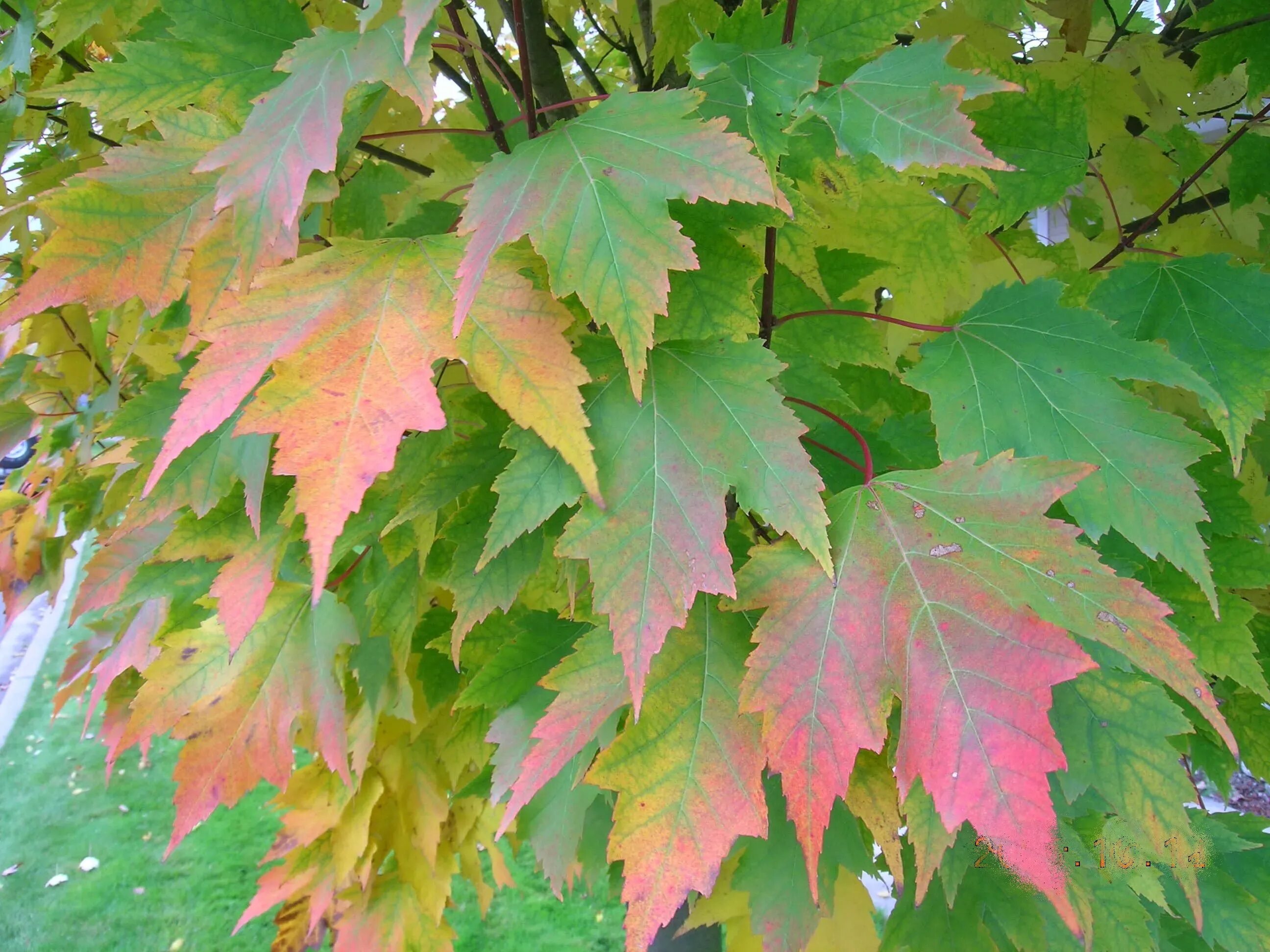 Клен канадский остролистный. Клен красный Acer rubrum. Клен канадский остролистный красный. Клен Гиннала листья.