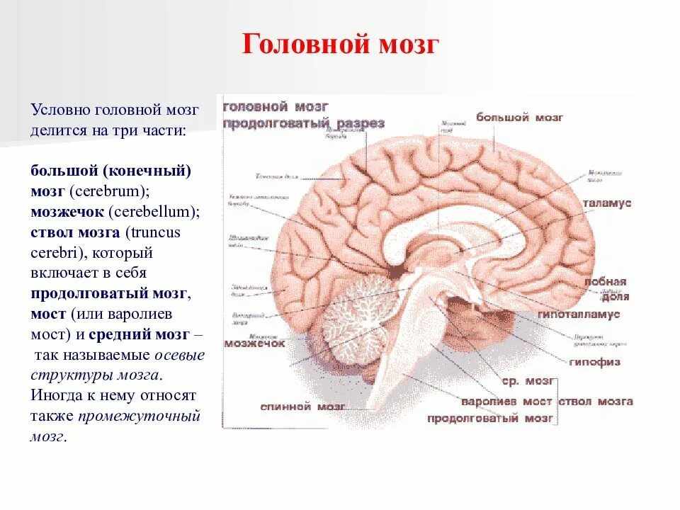 Медиобазальные отделы головного мозга. Средний мозг (Mesencephalon) делится на части:. Головной мозг ствол мозжечок конечный мозг. Неспецифическая система мозга строение и функции. Неспецифические изменения мозга