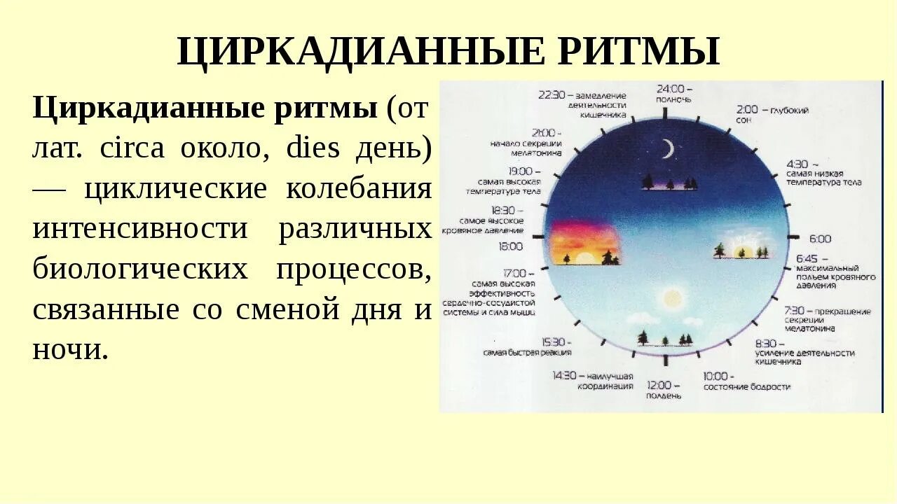 Биологические ритмы сон и его значение