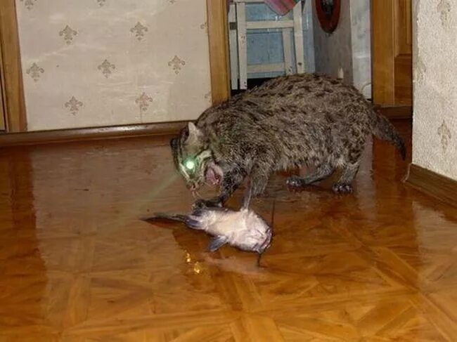 Можно ли заводить. Виверровый кот рыболов. Виверровый кот вес. Кошка в квартире.