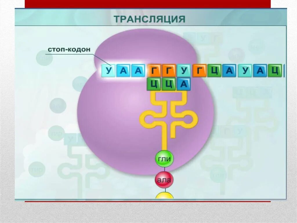 В трансляции принимает участие. Стоп-кодоны в биосинтезе белка. Трансляция стоп кодон. Трансляция биология. Трансляция рисунок.