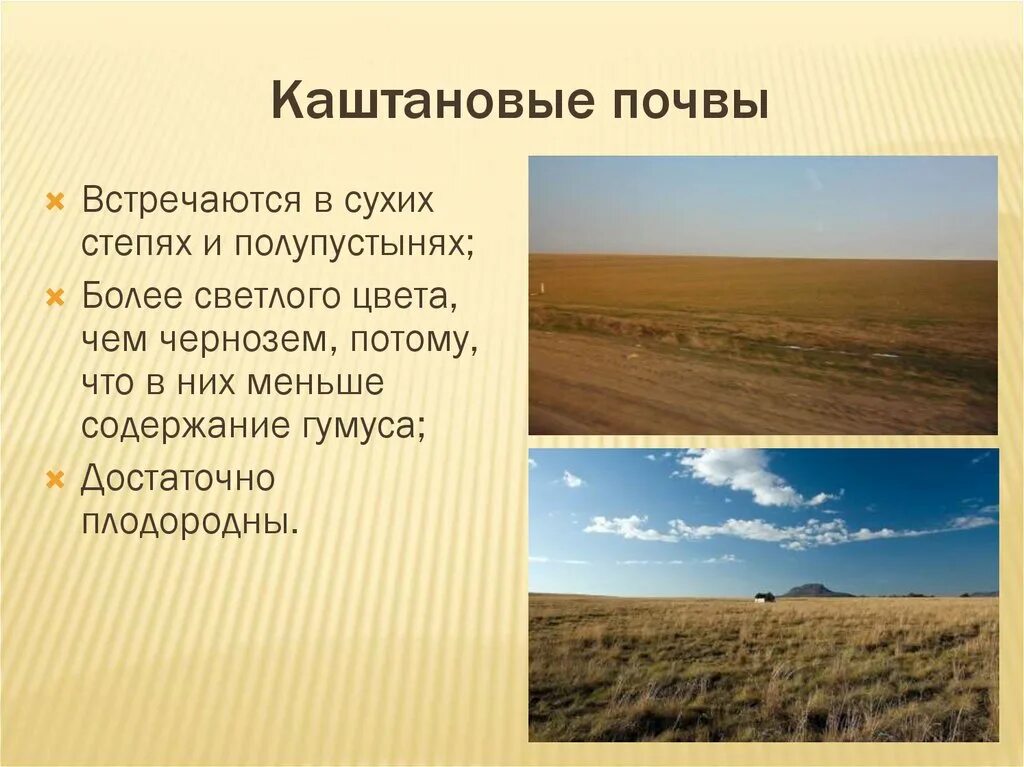 Каштановые почвы природная зона в России. Каштановые почвы характеристика. Каштановые почвы описание. Особенности каштановых почв. Каштановые сухие степи
